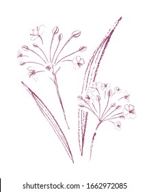 A plant growing on the shore of freshwater. Butomus Umbellatus or rush flower. Botanical illustration made with textured brushes. Isolated image on a white background. Vector graphics.