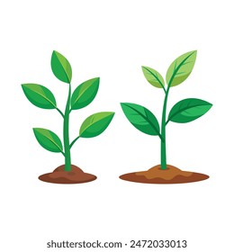 planta que crece sobre fondo blanco