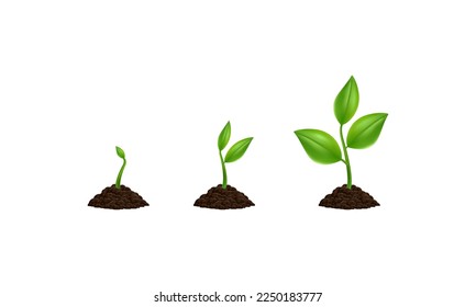 Plant growing phases 3D vector illustration. Isolated planting tree infographic. Green leaf, nature, or agriculture icons. Realistic sprout, growth symbol - Shutterstock ID 2250183777