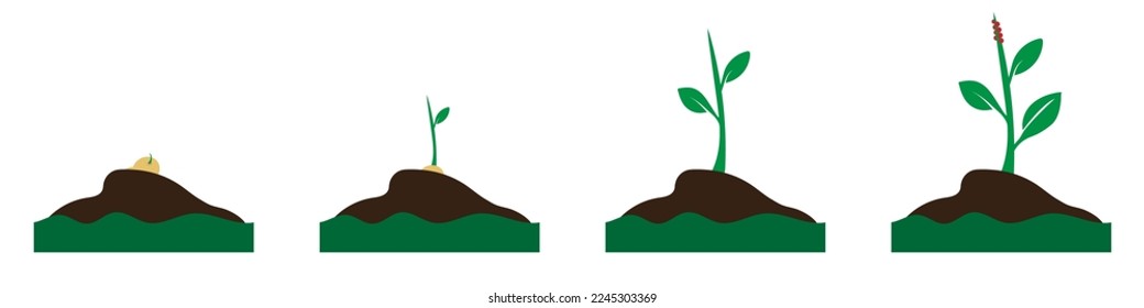 Fases de cultivo de plantas. Sprout creciendo en una planta. Etapas del desarrollo de la planta. Concepto de ecología. Proceso de crecimiento