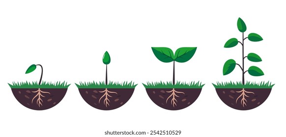 ilustração de vetor de fases de cultivo de plantas. conceito de crescimento e natureza. 