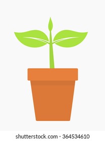 Plant growing in pot