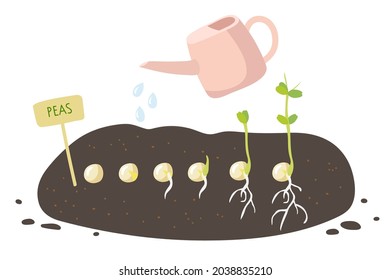 Proceso de cultivo de plantas. Las semillas de guisantes verdes germinan en el suelo. Placa de etiquetado, lata de riego, semillas en diferentes etapas de crecimiento, apariencia de raíces y primeras hojas. Productos ecológicos vegetales.