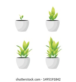 Plant growing process. Plant growth stage. Vector Illustration