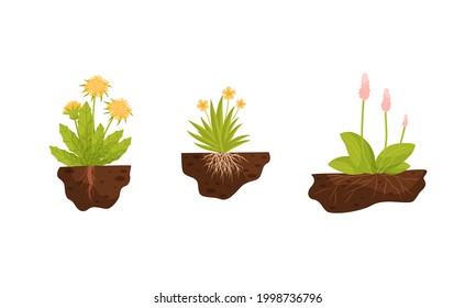 Plant Growing with Roots in Soil Vector Set