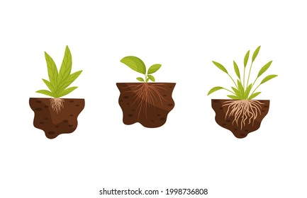 Plant Growing with Roots in Soil Vector Set
