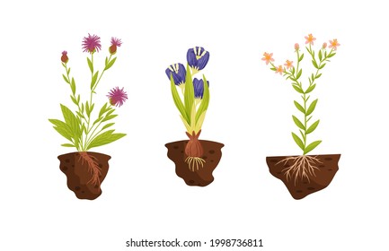 Plant Growing with Roots in Soil Vector Set
