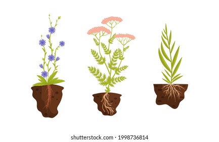 Plant Growing with Roots in Soil Vector Set