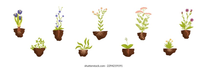 Plant Growing with Roots in Soil Vector Set