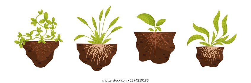 Planta que crece con raíces en el conjunto de vectores del suelo