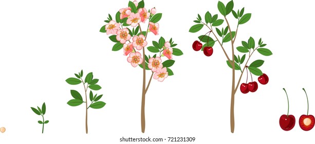 Plant growing from seed to cherry tree. Plant growth stage
