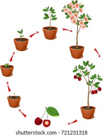 Plant growing from seed to cherry tree. Life cycle plant