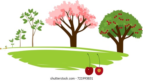 Plant growing from seed to cherry tree. Plant growth stage