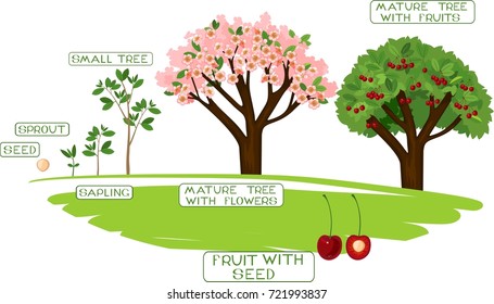 Plant growing from seed to cherry tree. Plant growth stage with captions
