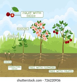 Plant growing from seed to cherry tree with captions. Life cycle of tree