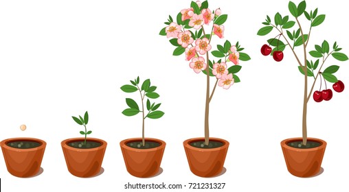 Plant Reproduction Images Stock Photos Vectors Shutterstock