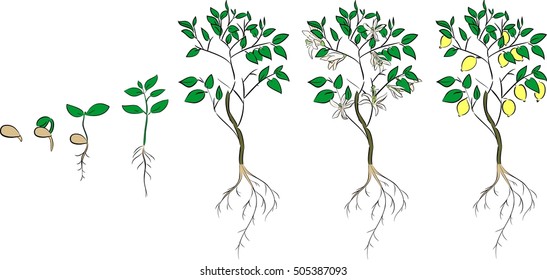 Plant growing from seed to lemon tree. Life cycle plant