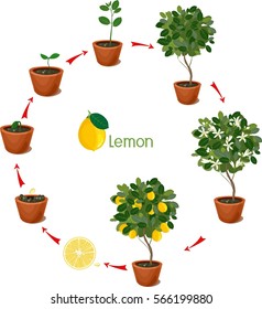 Plant Growing From Seed To Lemon Tree. Life Cycle Plant