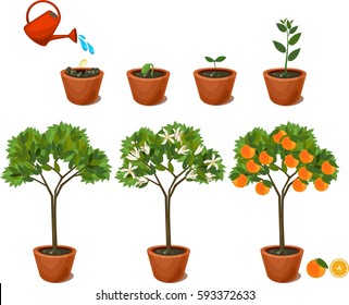 Plant growing from seed to orange tree. Life cycle plant