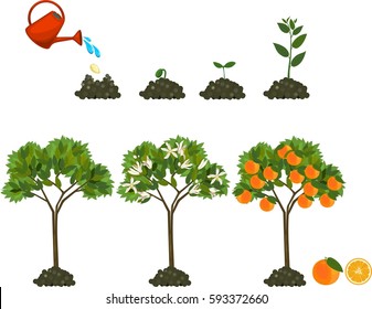 Plant Growing From Seed To Orange Tree. Life Cycle Plant