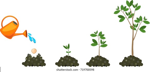 Plant growing from seed to tree. Watering the plants