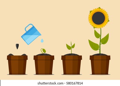 Plant growing stages. Green plant flower, graphic gardening seedling plant. Sunflower. Vector illustration