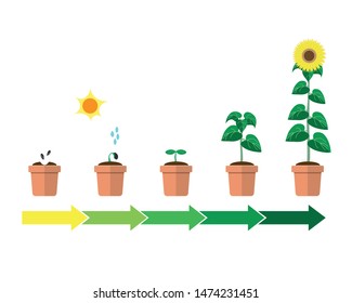 Plant growing stages.  Planting process timeline of sunflowers. Growth stages from seed to flowering. Green plant flower, graphic gardening seedling plant isolated on white background