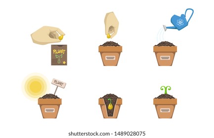 Plant Growing Stages Set, Seedling Gardening Plant, Planting Tree Process Vector Illustration