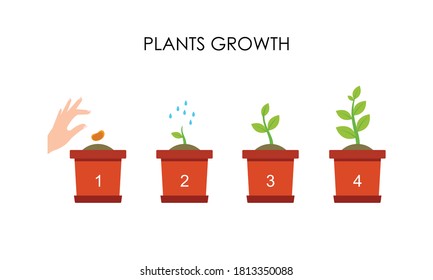 Plant Growing Stages Timeline Infographic Planting Stock Vector ...