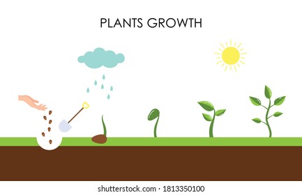 1,076 Growing plants timeline Images, Stock Photos & Vectors | Shutterstock