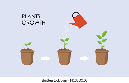 Plant Growing Stages Timeline Infographic Planting Stock Vector ...