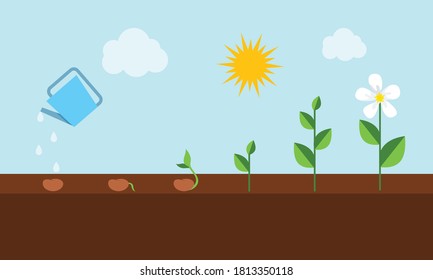 Plant Growing Stages Timeline Infographic Planting Stock Vector ...