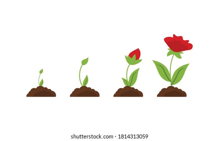 Pink Flower Growth Flourish Process Icons Stock Vector (Royalty Free ...