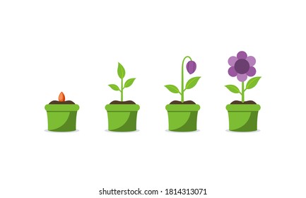 Plant Growing Stages Timeline Infographic Planting Stock Vector ...