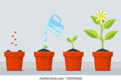 Plant growing stages. Timeline infographic of planting tree process. Green plant flower, graphic gardening seedling plant. Vector illustration.