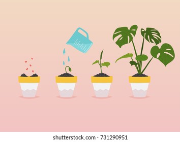 Plant growing stages. Timeline Infographic of planting tree. Flat design style modern vector illustration concept.