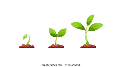 Vector de las etapas de crecimiento de la planta aislado sobre fondo blanco.