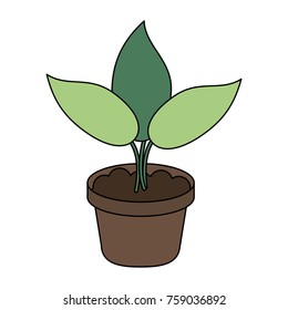Plant growing in vase