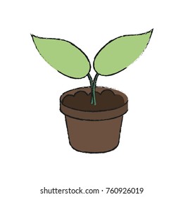 Plant growing in vase