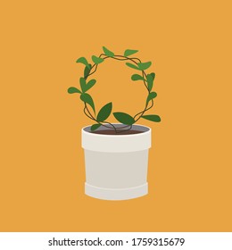 Plant grows on a round stand in a pot. Ivy grows in a circle in a pot. Green home plant in a light pot.