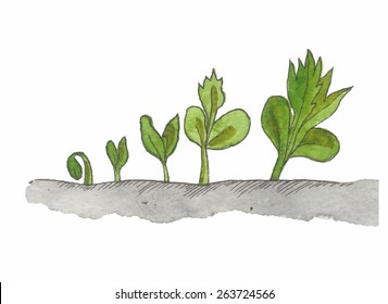 plant growth