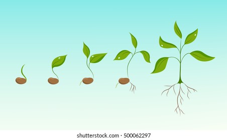 Plant growth evolution from bean seed to sprout to sapling. Phases of greenery germination and cultivation. New life and organic food concept illustration. Isolated elements on sky blue background.