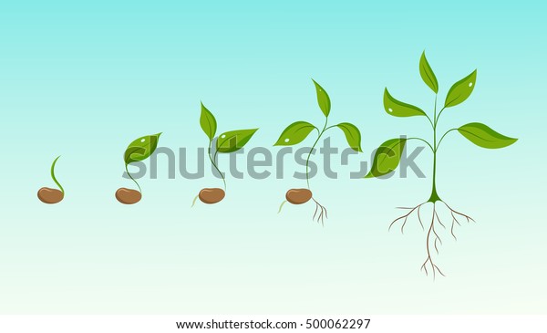 Plant Growth Evolution Bean Seed Sprout Stock Vector (Royalty Free ...