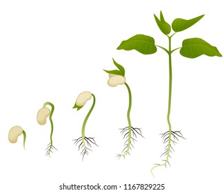 Plant growth evolution from seed to sapling graphic vector