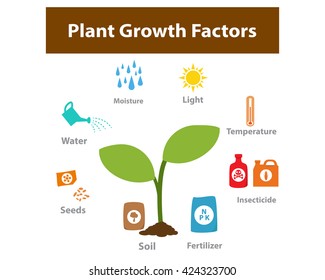 Photosynthesis Diagram Process Symbolic Explanation Scheme Stock Vector ...