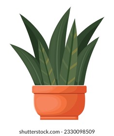 plant growth in flower pot over white