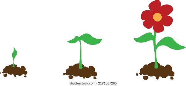 plant growth. flower growth process. plant growth chart. strengthening the flower in the ground. from sprout to flower. plant development in the soil.