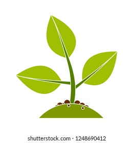 plant growth icon - vector young plant, Tree Growing agriculture icons. Vector Illustration