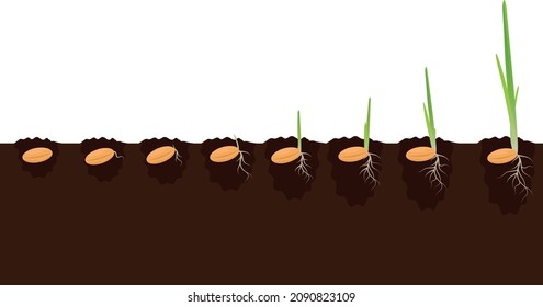 Plant growth phases stages in soil. Evolution germination progress concept. Sprout seeds of corn, millet, barley, wheat, oats growing organic agriculture. Isolated illustration on white background.