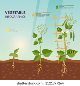 Plant Growth Process Infographic. Earth Or Soil With Roots And Leaves, Stem Of Vegetable Or Fruit Flora. Information Poster For Biology Or Botany Class. Harvest And Agriculture Background. Farm Theme